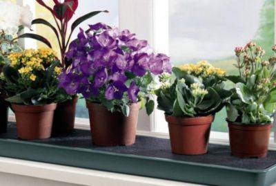 Никогда не покупайте эти цветы в дом: комнатные растения, которые приносят неудачи и беды - clutch.net.ua