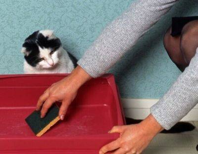 Чем лучше всего мыть кошачий туалет: уберет запах и не отвадит усатого от лотка - clutch.net.ua - Киев - Россия - Украина