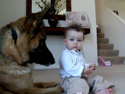 Маленькая девочка отобрала косточку у пса: его реакция трогает до глубины души (ФОТО, ВИДЕО) - clutch.net.ua