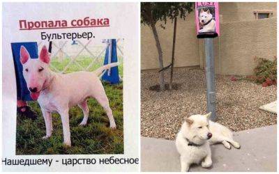 "Отзывается на "Жора" и "иди жрать": забавные объявления о пропаже животных - clutch.net.ua