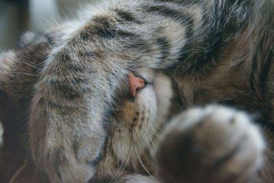 Размер впечатляет: самая "ушастая" кошка в мире покорила Сеть — фото красавицы - clutch.net.ua - Турция - Снг