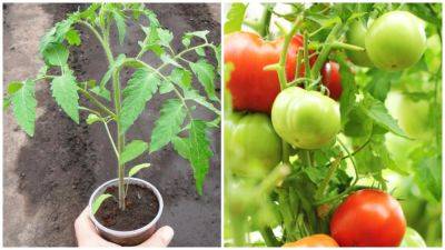 Топ-5 советов как вырастить высокий урожай томатов - clutch.net.ua - Топ-5