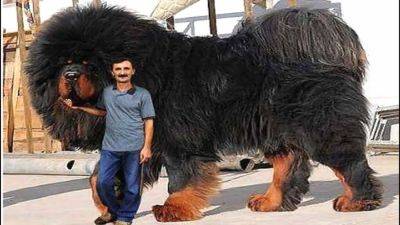Мохнатый пес-гигант: как выглядит самая дорогая собака в мире - clutch.net.ua - Турция - Снг