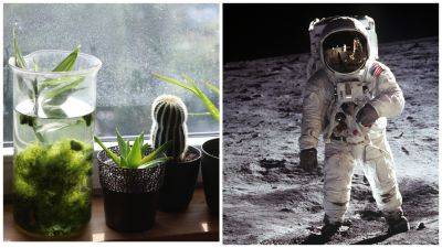 Доказано космическим агенством НАСА: ТОП-15 комнатных растений, которые действительно очищают воздух - clutch.net.ua
