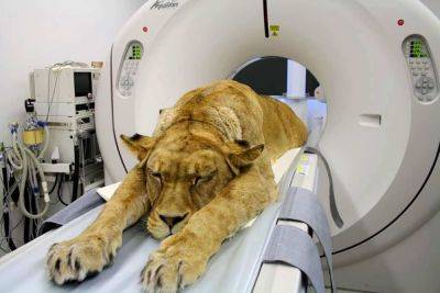 Вот как выглядит КТ-сканирование для животных: теперь помощь получают и львы, и черепахи - clutch.net.ua