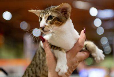Будто с другой планеты: ТОП-8 самых странных пород кошек в мире - clutch.net.ua - Египет