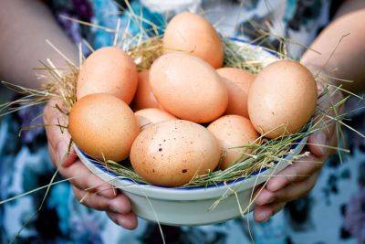 В Беларуси курица снесла самое большое яйцо в мире: фото гиганта - clutch.net.ua - Белоруссия