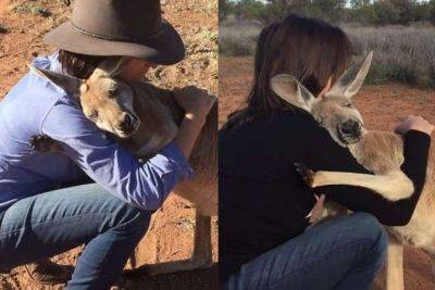 Самый добрый кенгуру в мире, который обожает ласку (ВИДЕО) - clutch.net.ua - Австралия