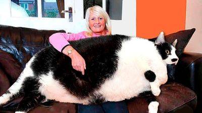 Пушистый гигант: как выглядит самый большой кот в мире - clutch.net.ua