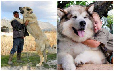 21 порода собак огромных размеров - clutch.net.ua - Швейцария - штат Аляска - Шотландия - Ирландия