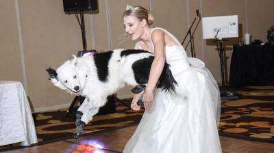 Талантливый пес станцевал с невестой на свадьбе: Сеть рассмешило видео - clutch.net.ua