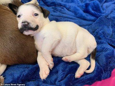 В Америке нашли забавного щенка, который выглядит как копия Сальвадора Дали (ФОТО) - clutch.net.ua - Сша