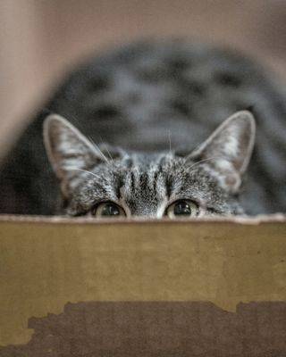 Кошки и коробки: откуда такая любовь к коробкам? - clutch.net.ua