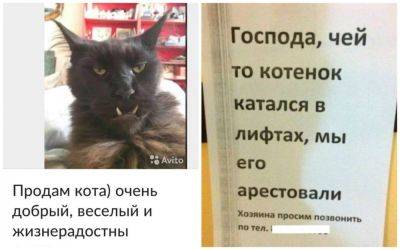 "Зовут Барсик, но на имя не откликается, потому что сволочь": самые смешные объявления про котов - clutch.net.ua