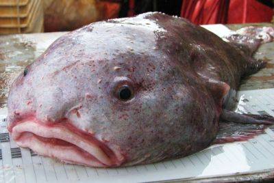 Самая "уродливая" рыба в мире: в сети появились фото уникального животного - clutch.net.ua - Австралия