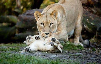 Фотоподборка нежности: дикие животные заботятся о новорожденном потомстве, как любящие родители – удивительные кадры (ФОТО) - clutch.net.ua - Австралия