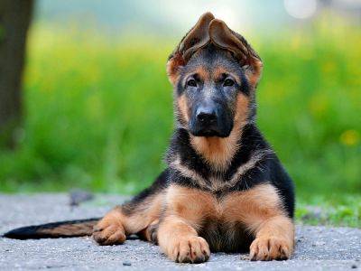 Самые умные породы собак: ТОП-5 тех, которые могут понимать речь человека - clutch.net.ua - Германия - Канада - Колумбия