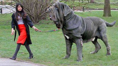 Самые большие собаки в мире: ТОП-10 невероятно крупных пород - clutch.net.ua