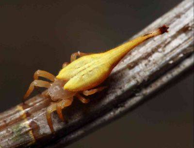 5 самых невероятных пауков: что науке известно об этих загадочных членистоногих - clutch.net.ua - Мадагаскар - Австралия - Украина - Юар