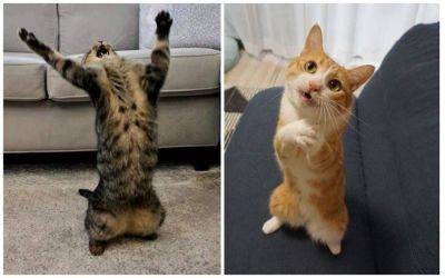 Сеть рассмешили коты, которые своим поведением похожи на людей (ФОТО) - clutch.net.ua