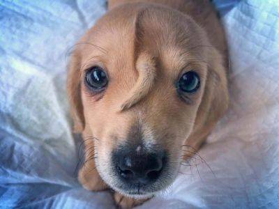 В США появился «щенок-единорог»: странная мутация сделала его звездой Сети - clutch.net.ua - Сша - штат Миссури - штат Айова