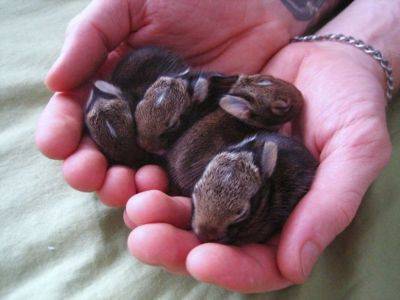 Они украдут сердечко любого: подборка кроликов-малышей, которые только появились на свет (ФОТО) - clutch.net.ua