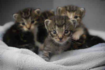 Новорожденные котята или кототерапия: котиков много не бывает, особенно маленьких котят (фото) - clutch.net.ua