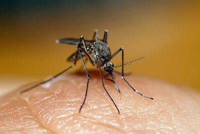 Ученые создали одежду от комаров: она делает человека «невидимым» для насекомых - clutch.net.ua - Сша - Она