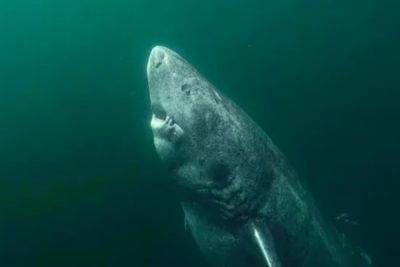 Ученые обнаружили гигантскую 500-летнюю акулу - clutch.net.ua - Гренландия