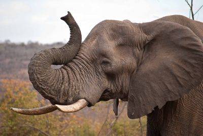 Почему азиатские слоны — самые заботливые животные в мире? - clutch.net.ua - Сша - Китай - Испания