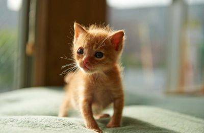 Сеть рассмешил самый маленький котенок в мире (фото и видео) - clutch.net.ua - Сша - штат Иллинойс