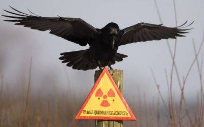 Ученые обнаружили самое радиоактивное место на планете: хуже Чернобыля - clutch.net.ua - Киев - Сша