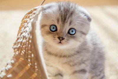 Рейтинг кошек для эстетов: ТОП-5 самых милых и красивых пород кошек - clutch.net.ua