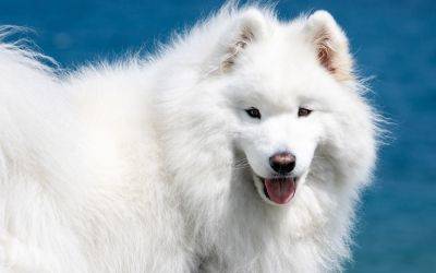 Снежные ангелы: ТОП-5 белых больших собак, которые очаровывают красотой - clutch.net.ua