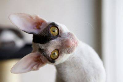 Экзотичные породы кошек: ТОП-5 обладателей странного и даже пугающего вида - clutch.net.ua - Сша - штат Орегон