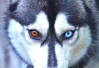 Удивительные животные с гетерохромией: у них глаза разного цвета (фото) - clutch.net.ua