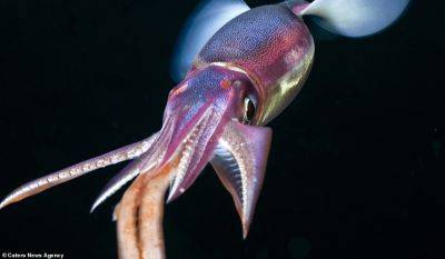 10 «инопланетных» существ со дна Тихого океана: потрясающие кадры - clutch.net.ua