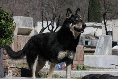 Реальный Хатико: история собаки, которая не покинула хозяина даже после его смерти - clutch.net.ua - Аргентина - История