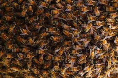 На помощь пчелам: чем тебе грозит их исчезновение - clutch.net.ua - Шотландия