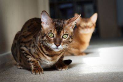 ТОП-5 самых дорогих кошек: 20 тысяч долларов за котенка – еще не предел - clutch.net.ua - Сша