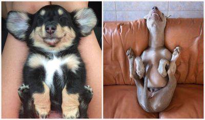 Собаки могут спать в любой позе: вот 15 смешных фото, которые это доказывают - clutch.net.ua