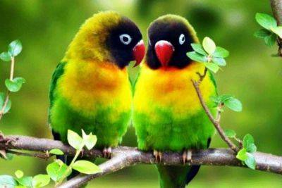 История любви двоих попугаев-неразлучников умилила Сеть - clutch.net.ua - Сша - История