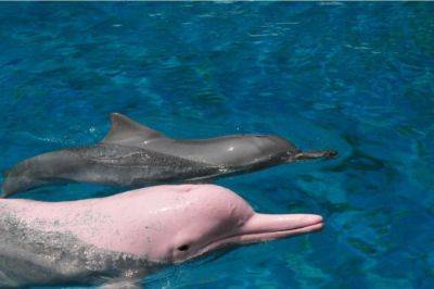 Обнаружен уникальный розовый дельфин: фото и видео дельфина-альбиноса - clutch.net.ua - Южная Корея