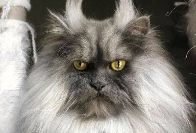 «Настоящий чертяка»: самый злобный кот в мире покорил Сеть рогами и усами - clutch.net.ua - Китай