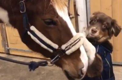 Настоящая любовь не знает помех: Сеть растрогана дружбой собаки и лошади (забавное ВИДЕО) - clutch.net.ua - Сша - Швеция - штат Айова