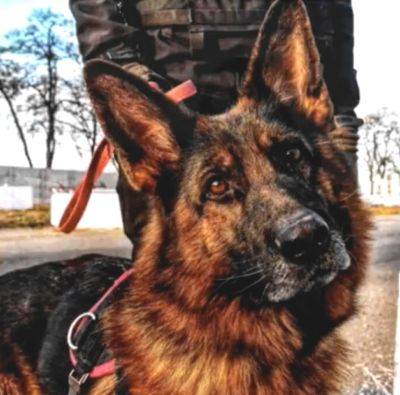 Украинские собаки-защитники: они ловят преступников наравне с полицейскими - clutch.net.ua