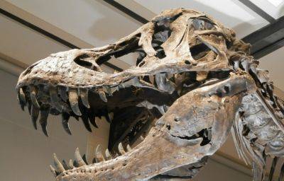 Ученые рассказали, как прошли последние часы жизни динозавров - clutch.net.ua