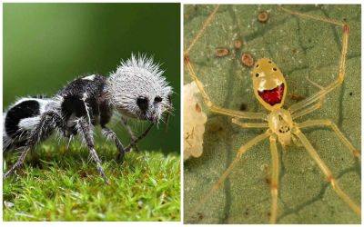 ТОП-5 самых необычных насекомых мира (ФОТО) - clutch.net.ua - Антарктида - Чили