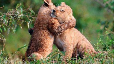5 животных, которые расскажут тебе о настоящей любви и страсти - clutch.net.ua