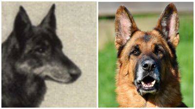 Как выглядели наши любимые собаки 100 лет назад (ФОТО) - clutch.net.ua - Германия - Египет